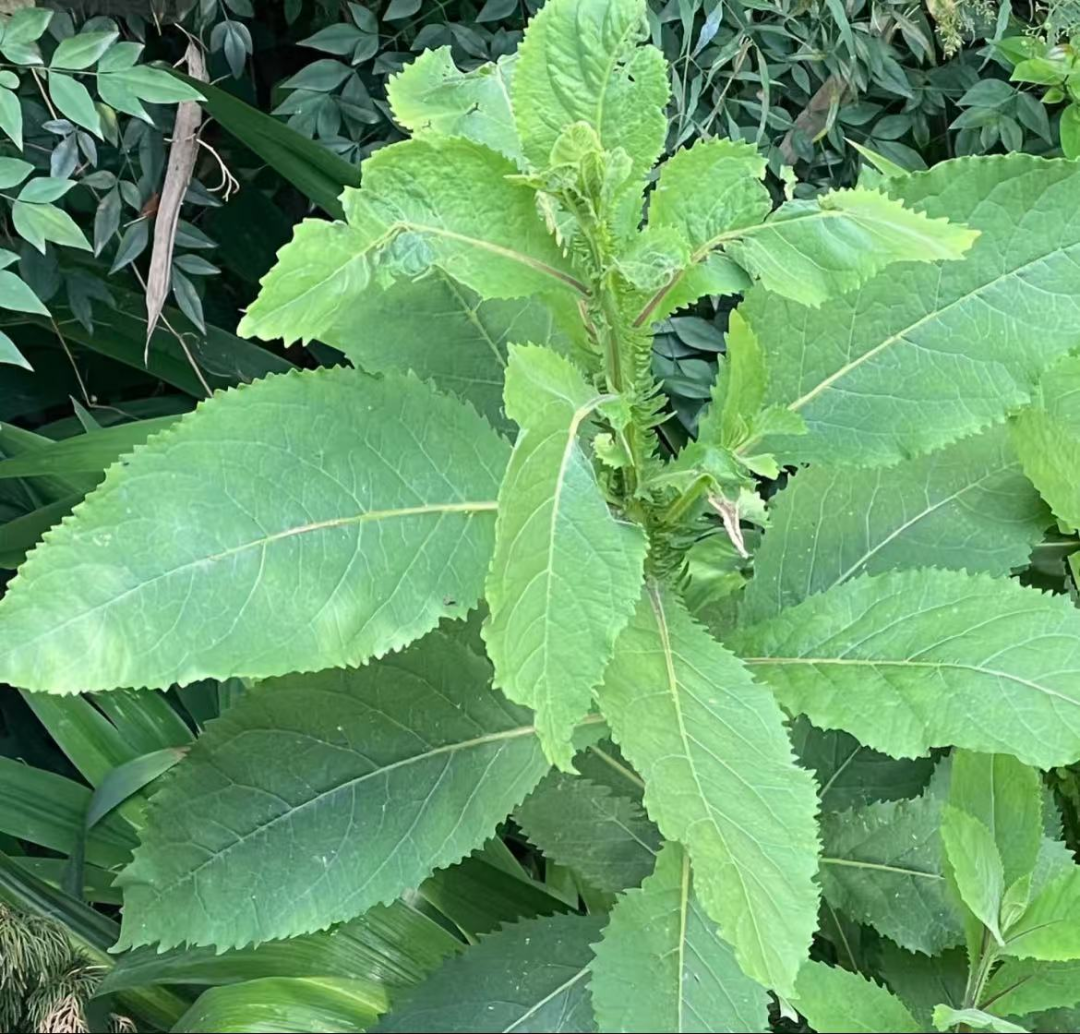 昆明市中医医院