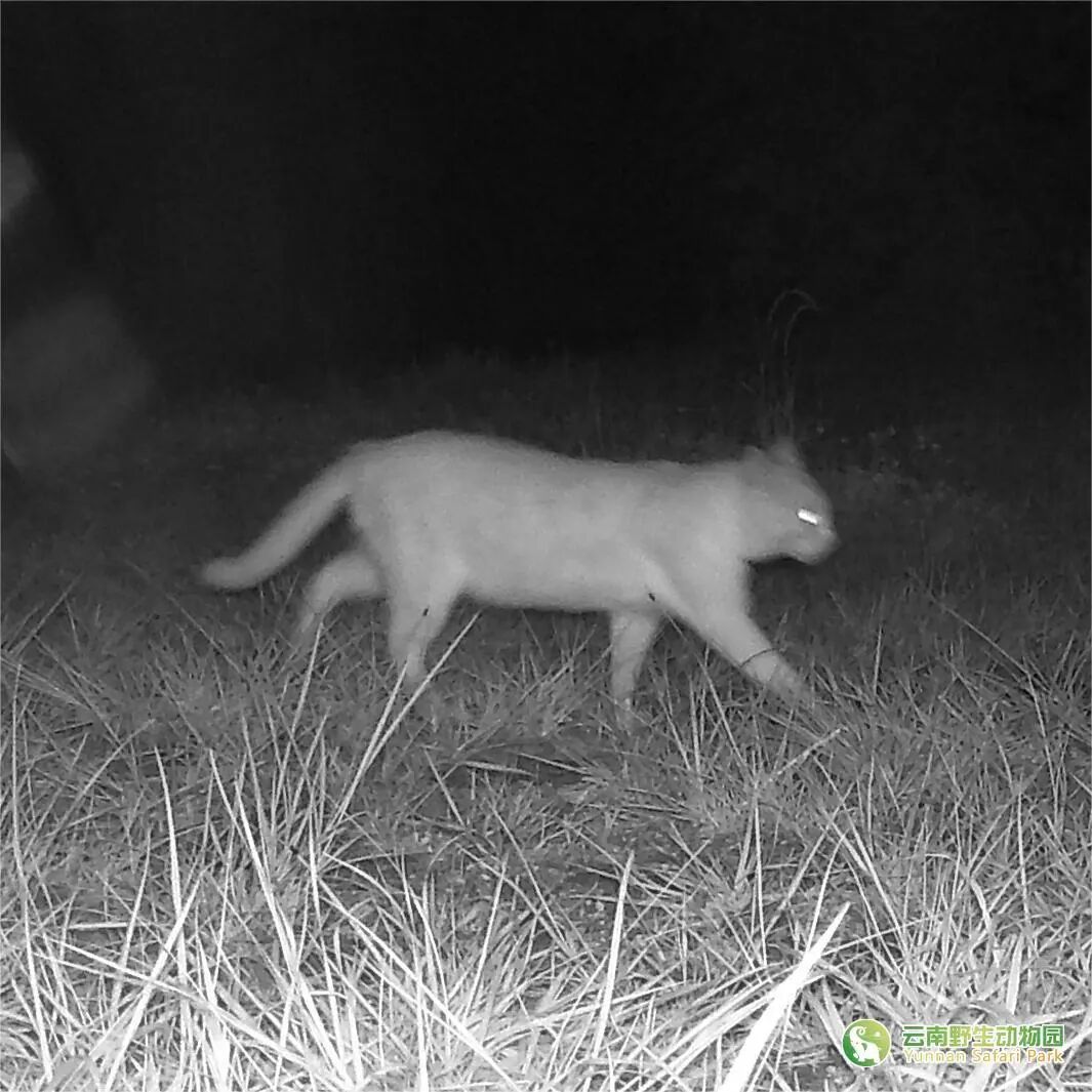 云南野生动物园