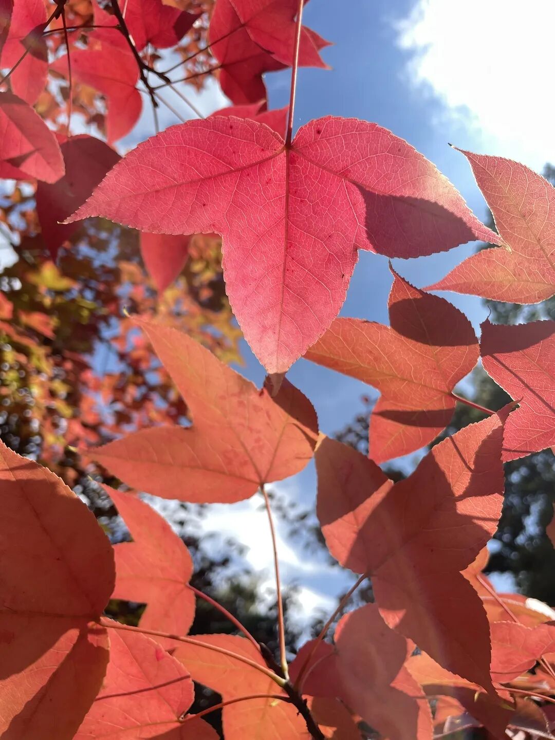 昆明市黑龙潭公园