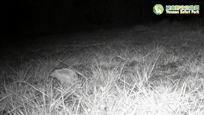 云南野生动物园