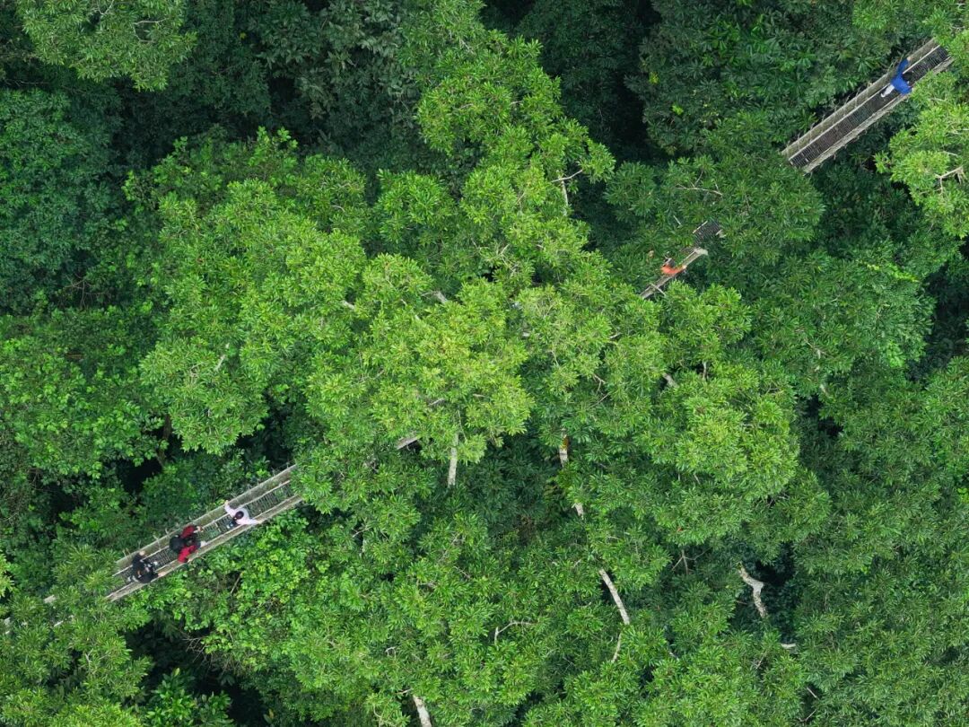 西双版纳望天树景区