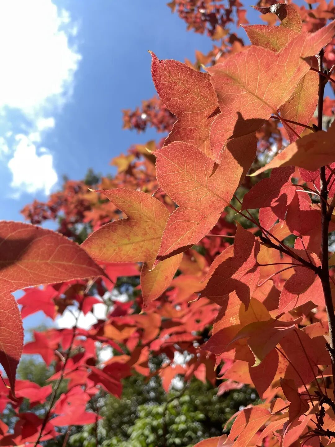 昆明市黑龙潭公园