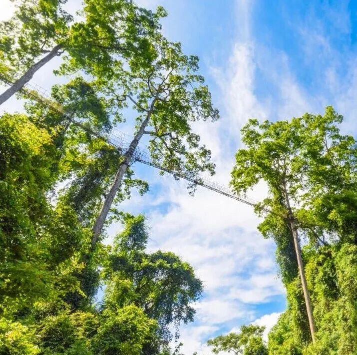 西双版纳望天树景区