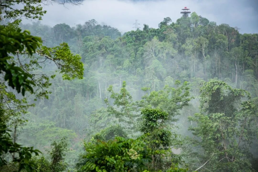西双版纳望天树景区