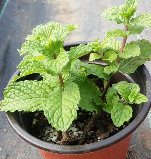 昆明市中医医院