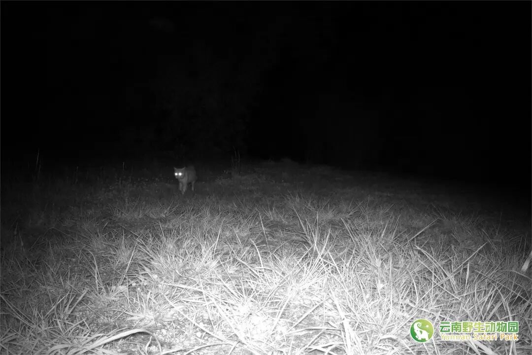 云南野生动物园