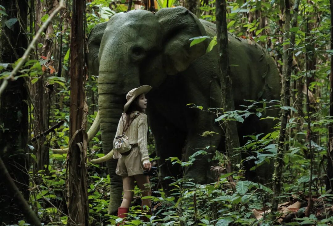 西双版纳望天树景区