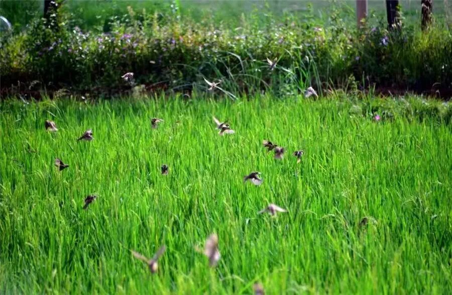 晋宁 诗意的栖居地