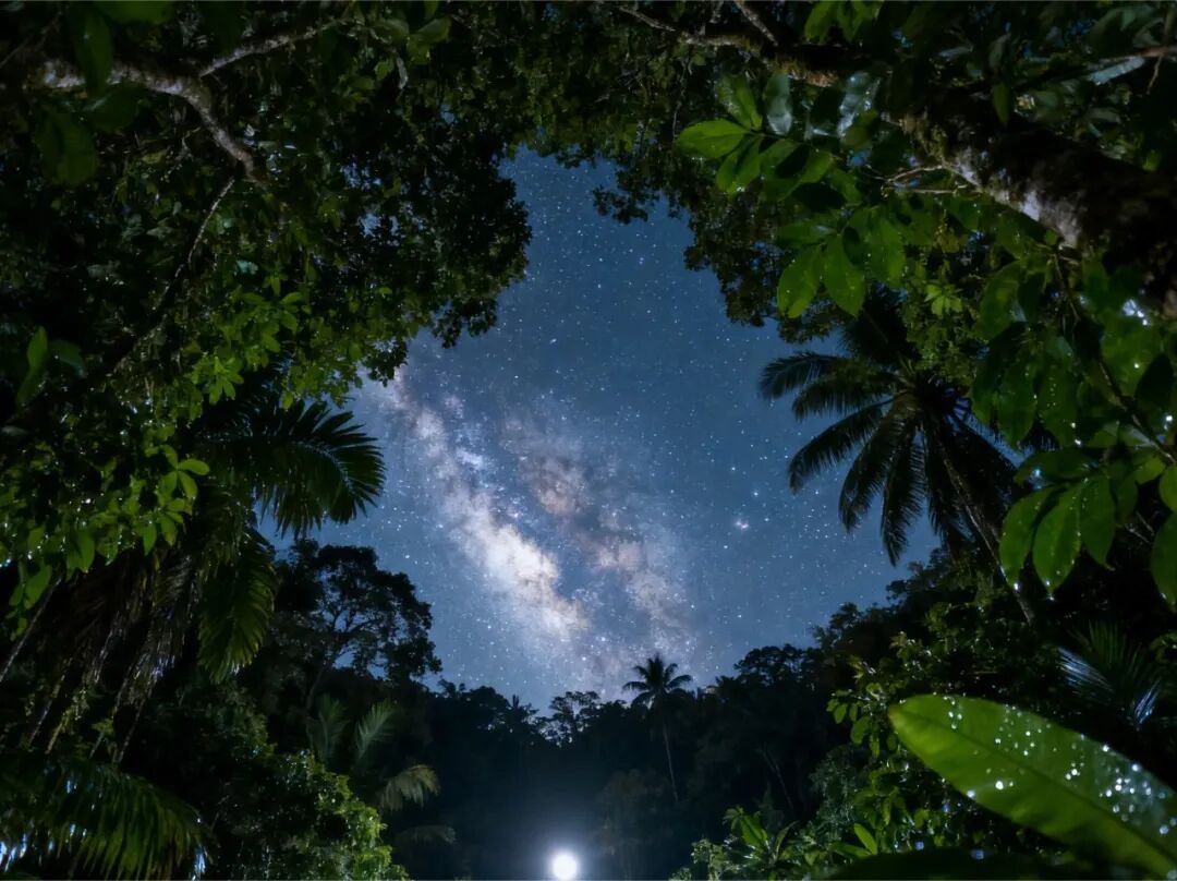 西双版纳望天树景区