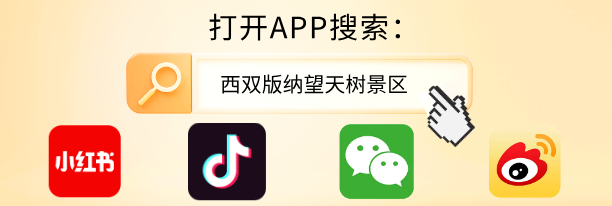 西双版纳望天树景区