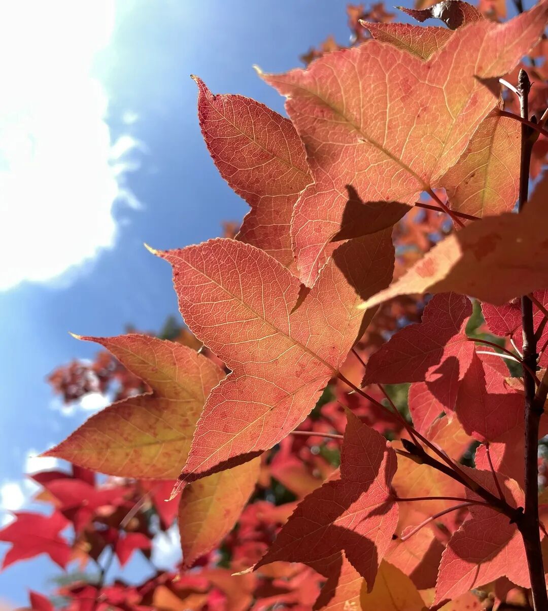 昆明市黑龙潭公园