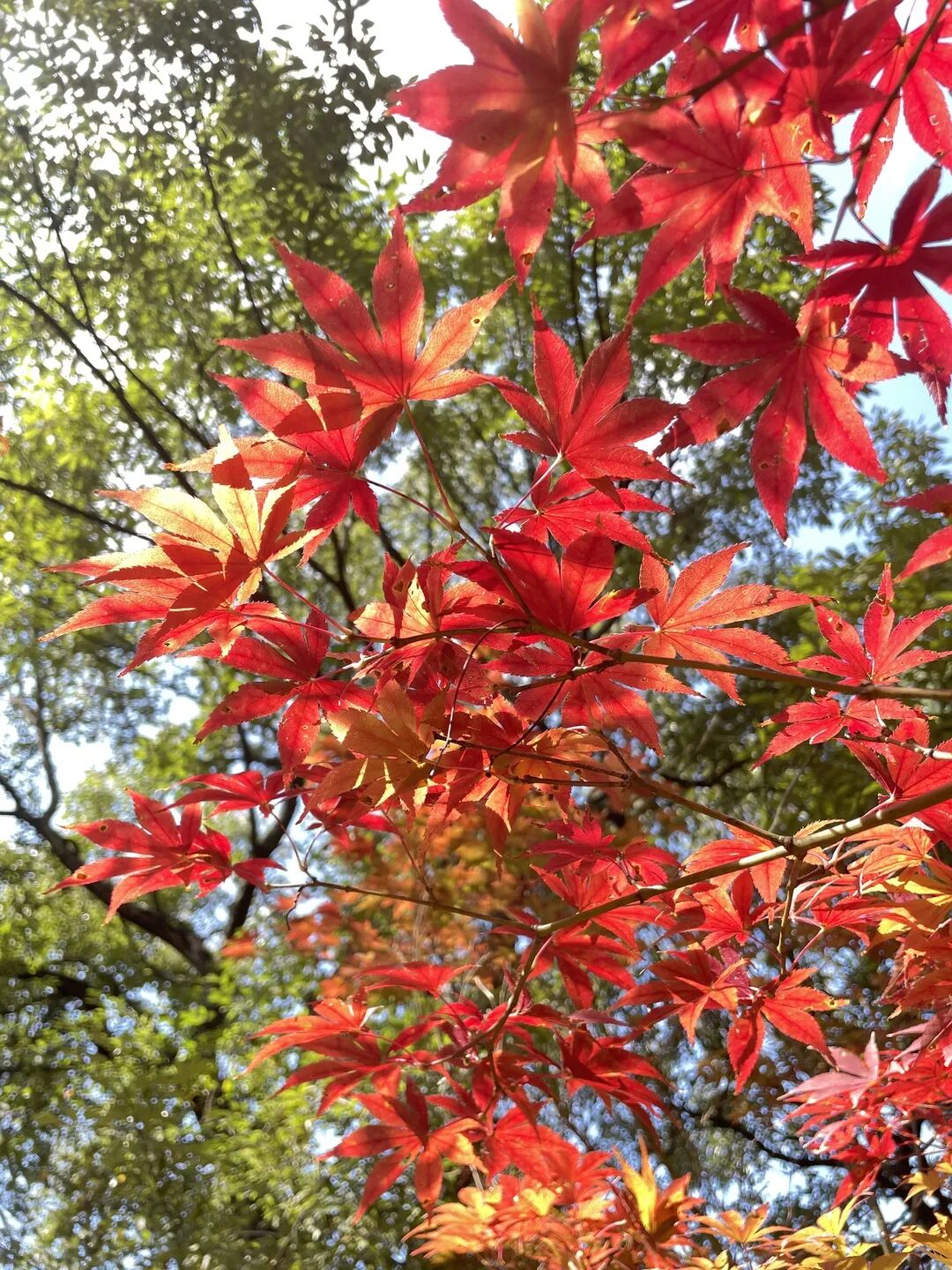 昆明市黑龙潭公园