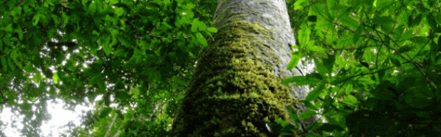 西双版纳望天树景区