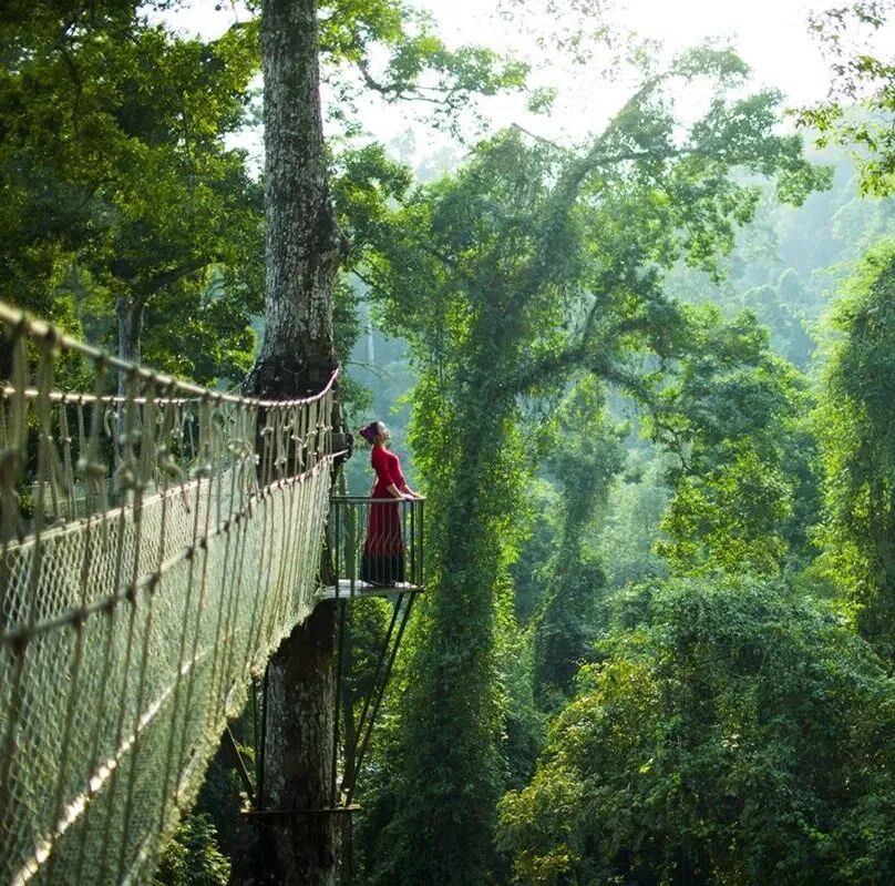 西双版纳望天树景区