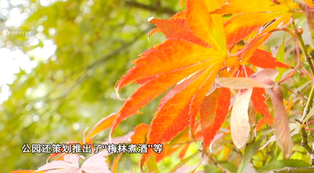 8099999街头巷尾微信