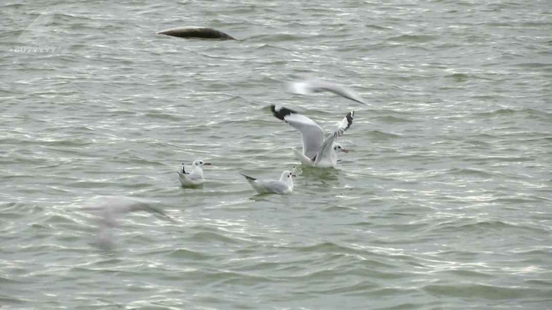 8099999街头巷尾微信