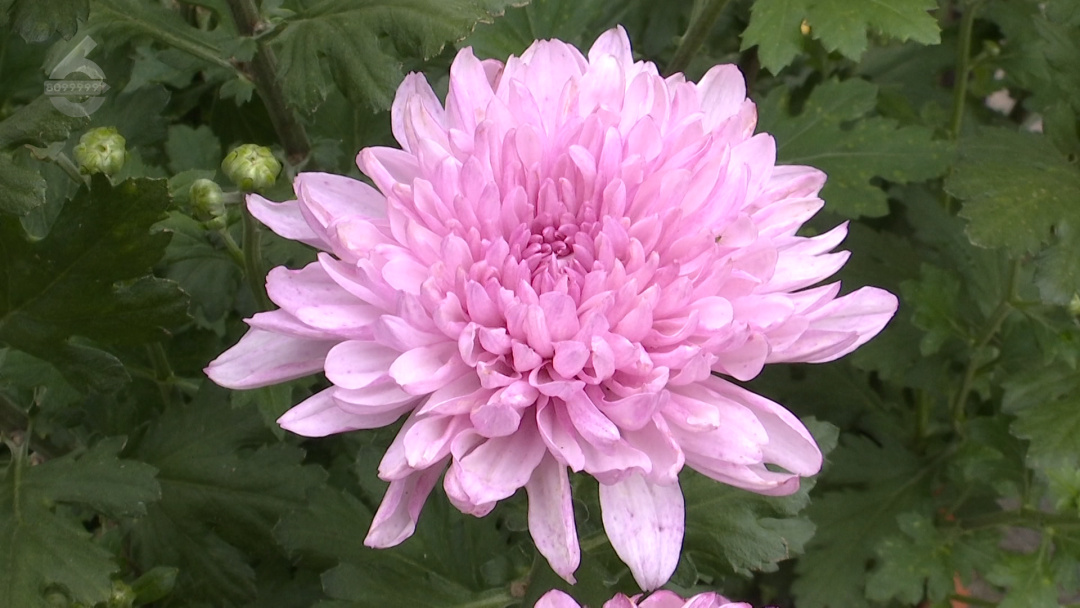 8099999街头巷尾微信