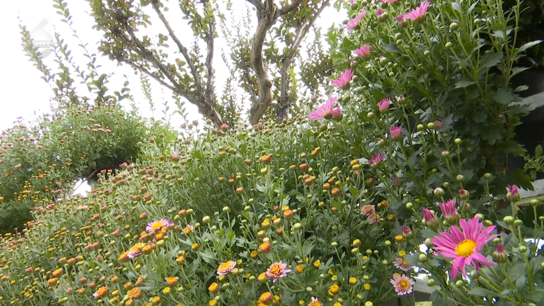 8099999街头巷尾微信