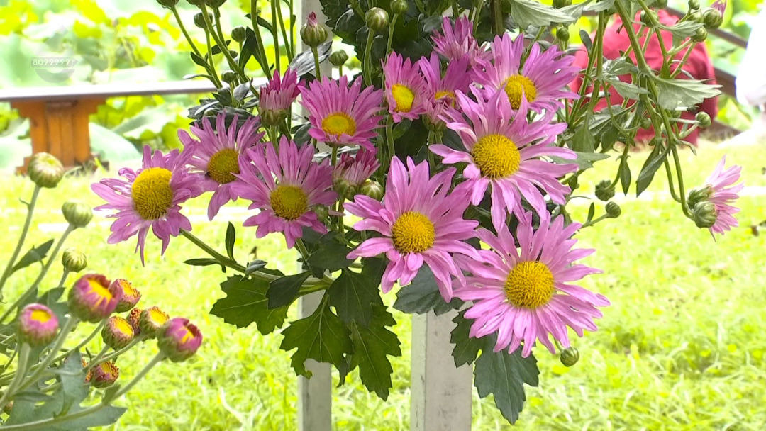 8099999街头巷尾微信