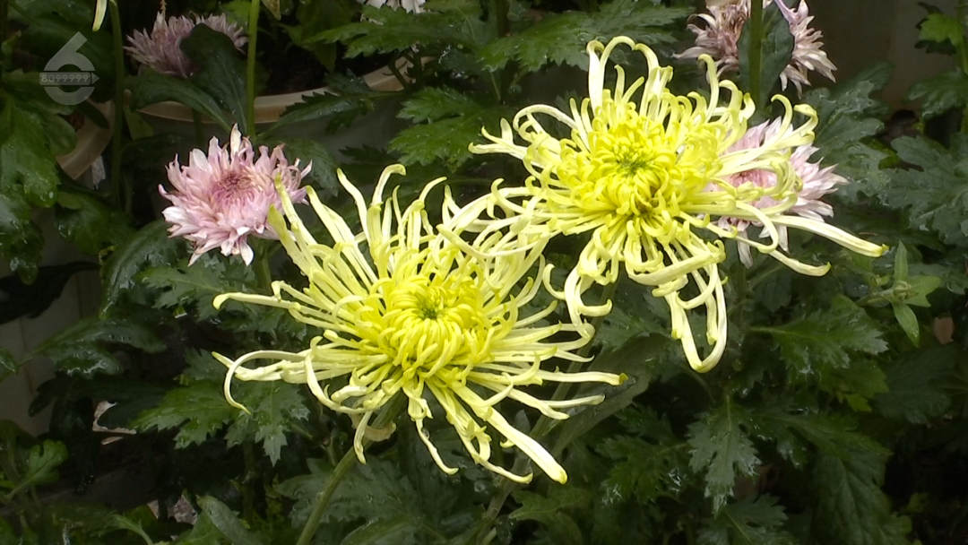 8099999街头巷尾微信