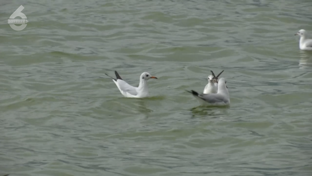 8099999街头巷尾微信