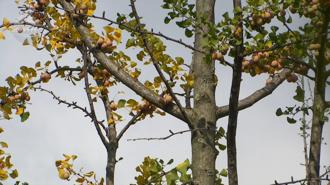 昆明广播电视台