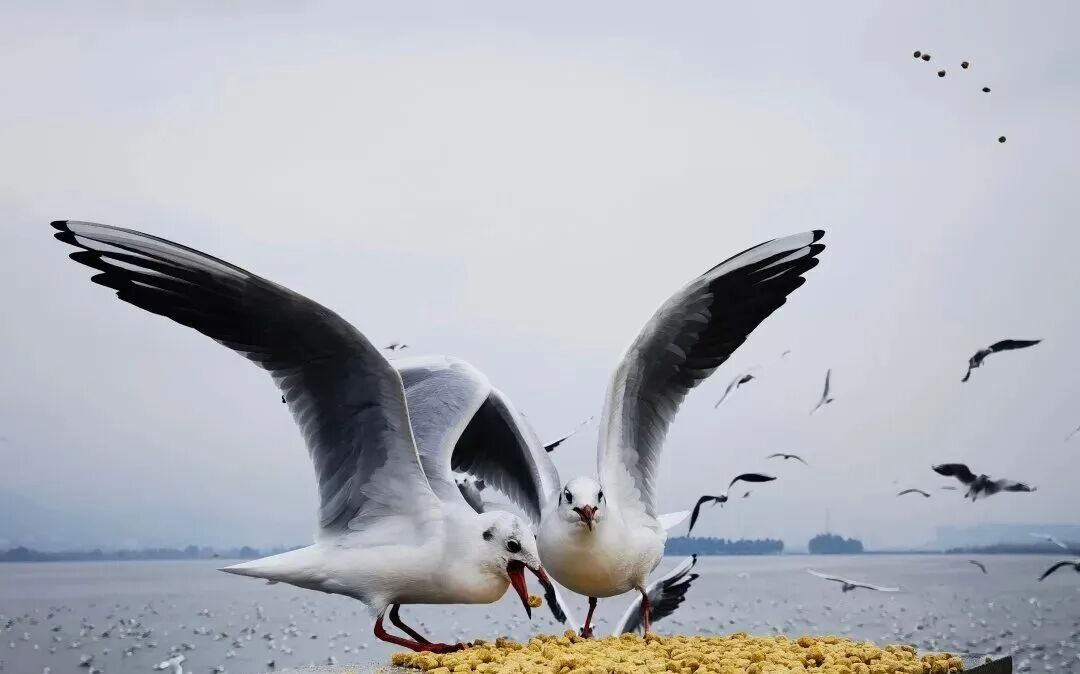 8099999街头巷尾微信