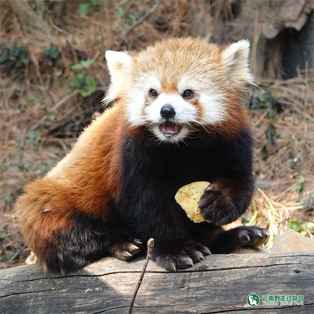 云南野生动物园