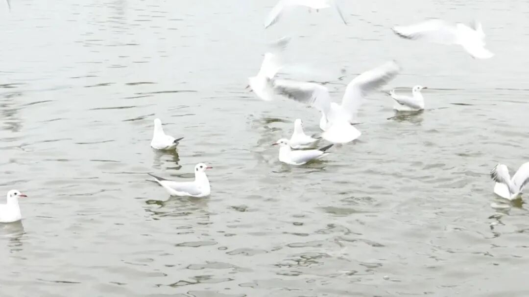 8099999街头巷尾微信