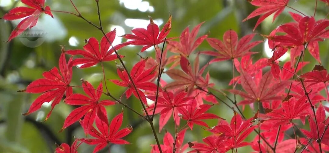 8099999街头巷尾微信