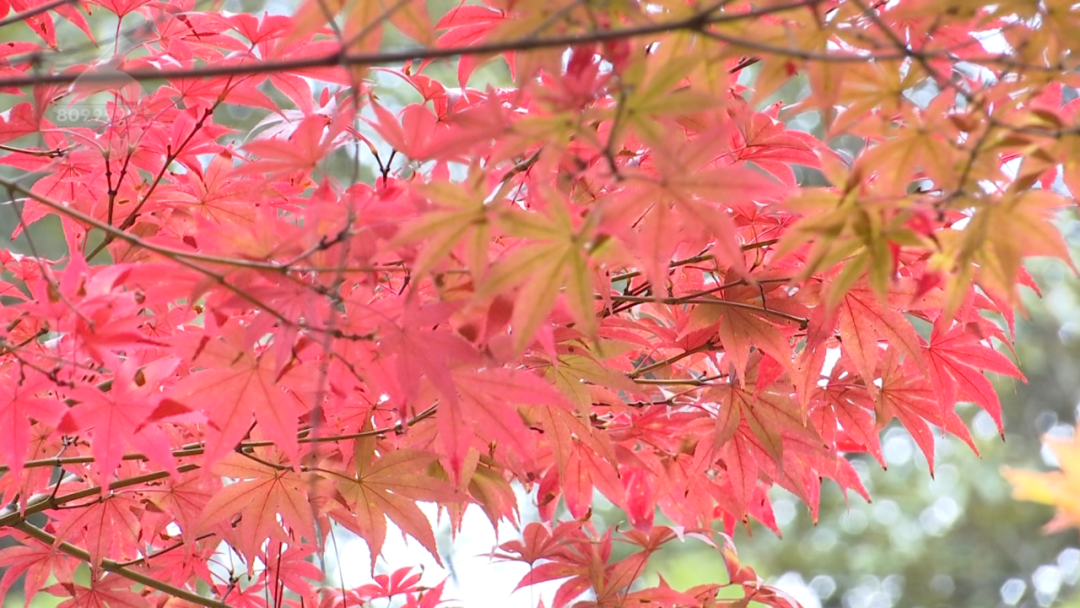 8099999街头巷尾微信