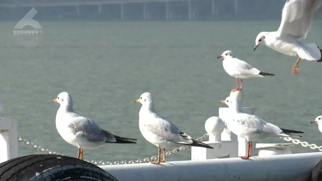 8099999街头巷尾微信