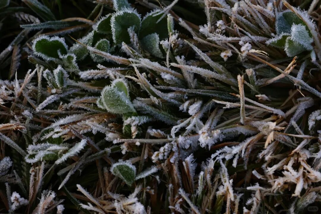 8099999街头巷尾微信