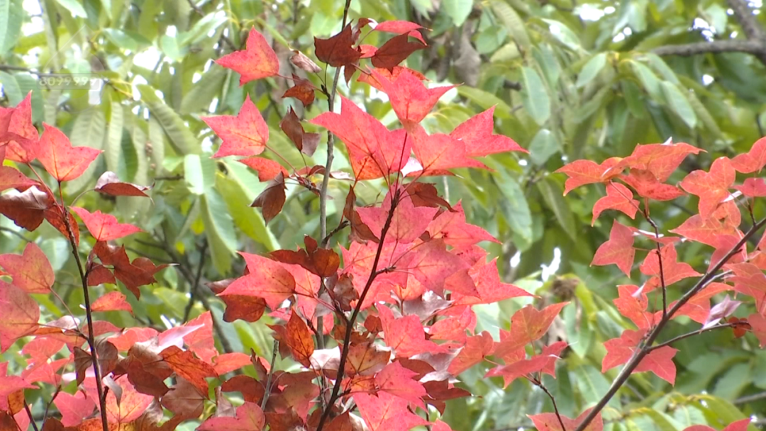 8099999街头巷尾微信