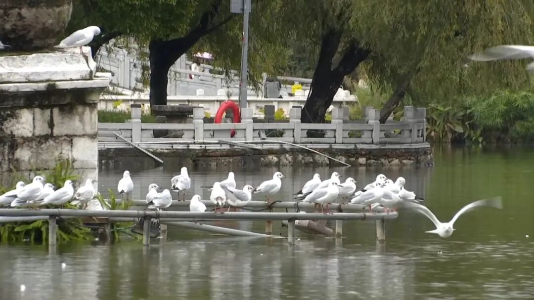 8099999街头巷尾微信