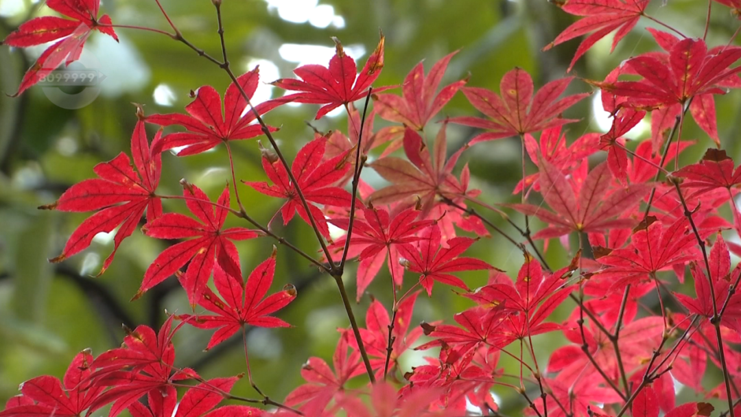 8099999街头巷尾微信