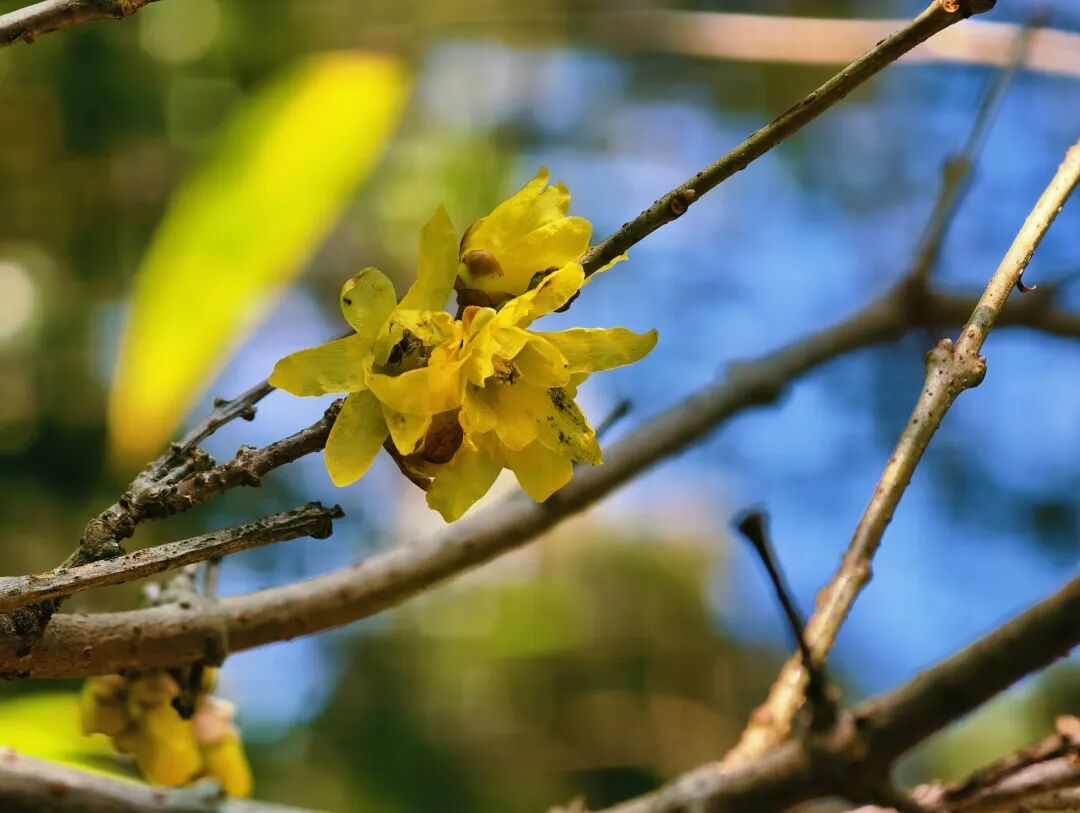 昆明市黑龙潭公园