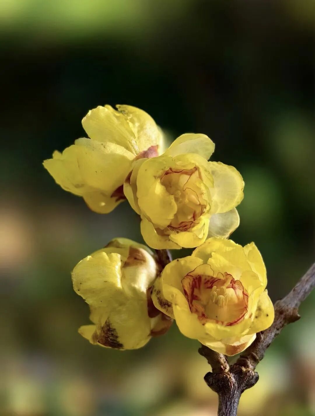 昆明市黑龙潭公园