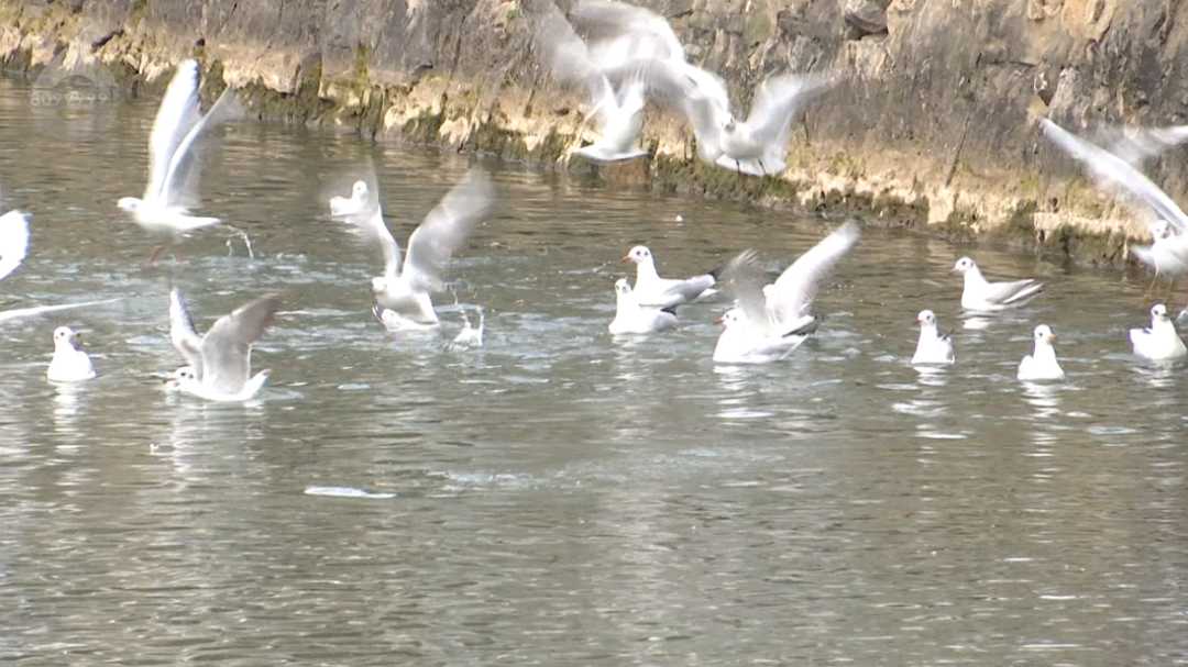 8099999街头巷尾微信