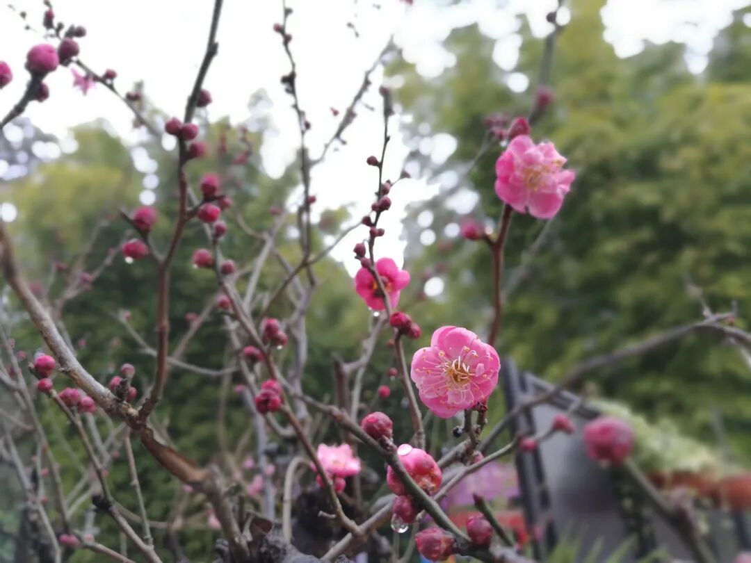 昆明市黑龙潭公园