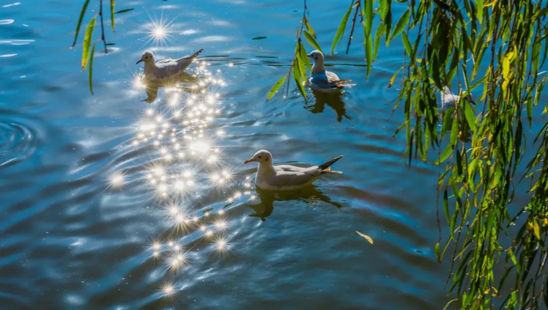 8099999街头巷尾微信