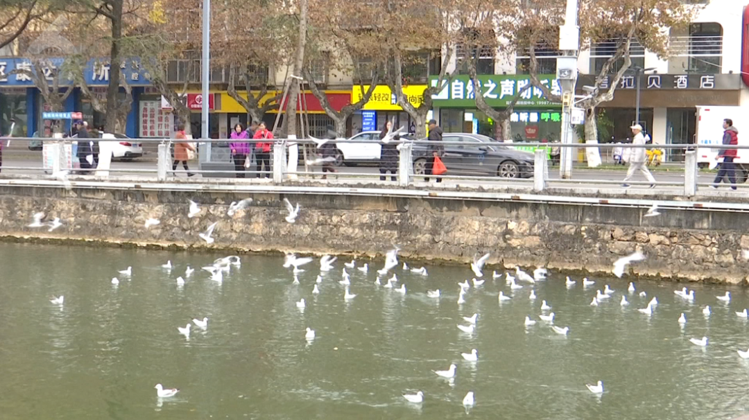 8099999街头巷尾微信