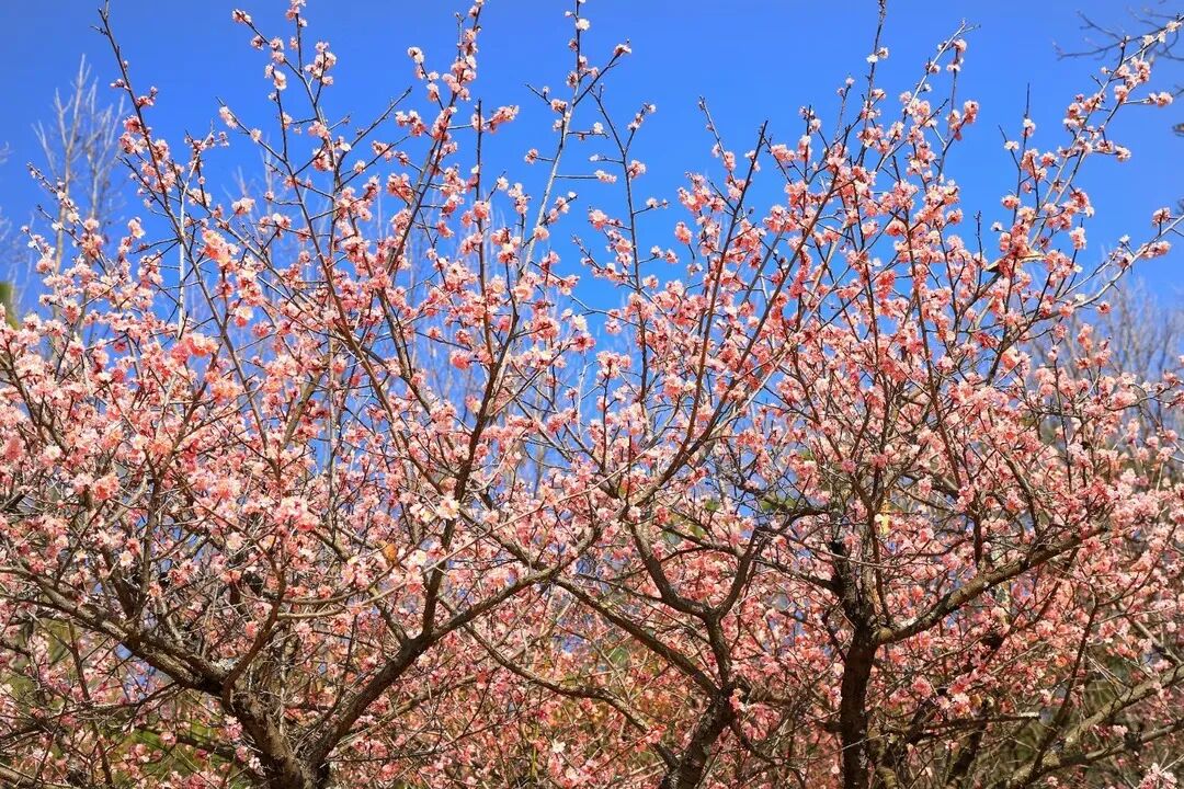 昆明市黑龙潭公园