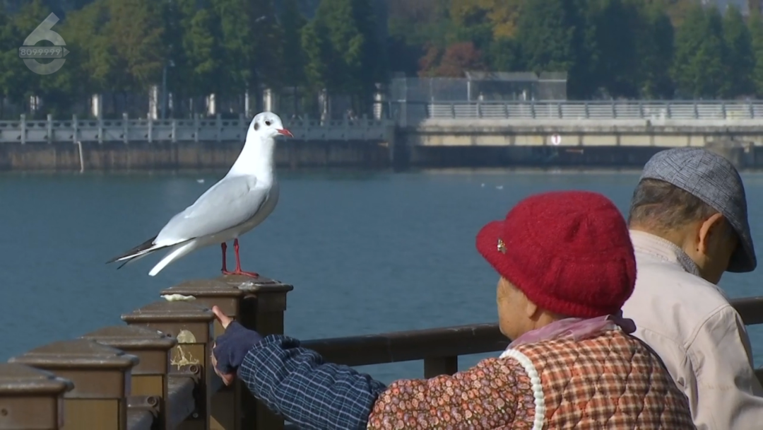 8099999街头巷尾微信