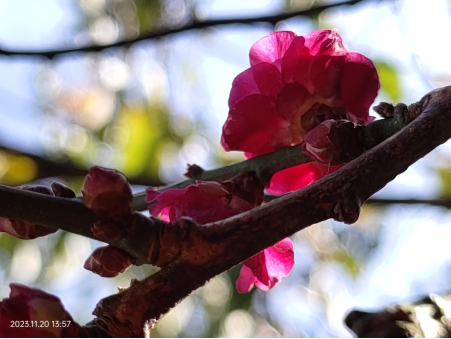 昆明市黑龙潭公园