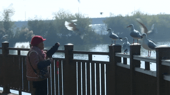 8099999街头巷尾微信