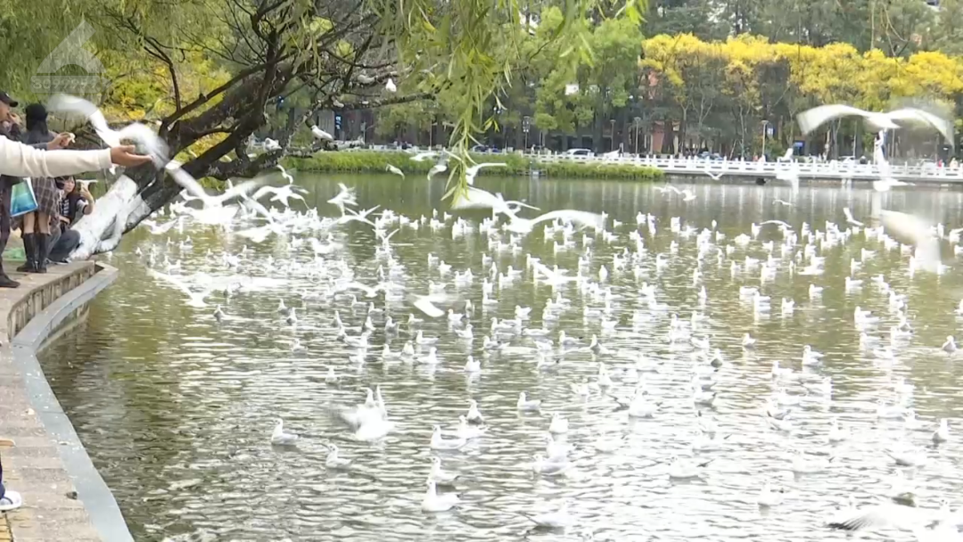 8099999街头巷尾微信