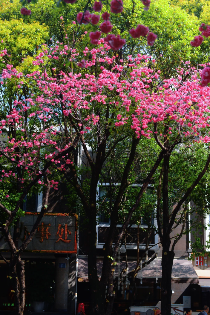 8099999街头巷尾微信