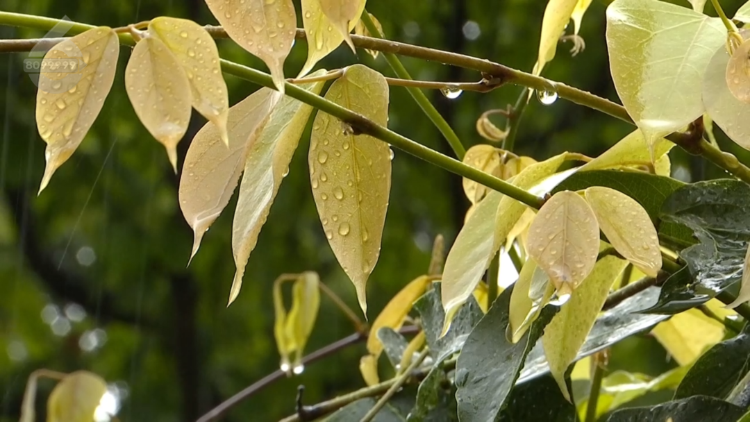 昆明广播电视台