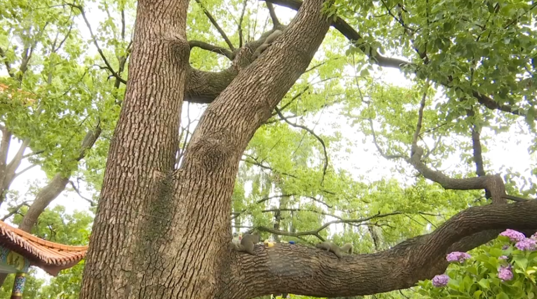 8099999街头巷尾微信